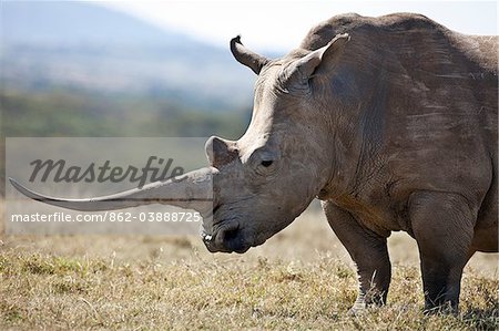 Un femelle rhinocéros blanc avec une corne fine.