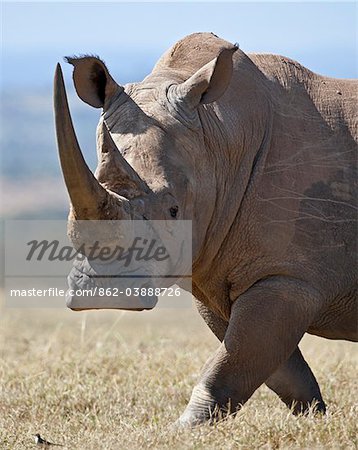 Un rhinocéros blanc mâle avec cornes fines regarde vers un pipit des Prairies que ce progrès à travers une plaine ouverte. Un rhinocéros blanc mâle avec cornes fines regarde vers un pipit des Prairies que ce progrès à travers une plaine ouverte.