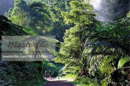 Two men walking along the exotic forest of Caldeira Velha, near Ribeira Grande. Sao Miguel, Azores islands, Portugal