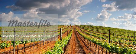 Weinberge in der Weinbau-Ebenen des Alentejo, Portugal