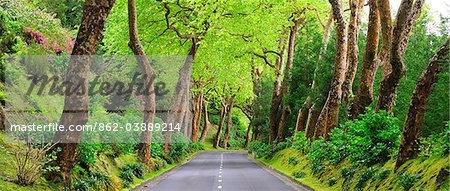 Arbres bordant une route rurale près de Povoacao. Sao Miguel, Açores, Portugal