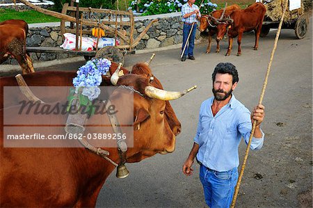 Traditionelle Feste in Sao Tome (Bodo de Leite).Ein Bauer mit seinem Ochsen auf Sao Jorge, Azoren, Portugal