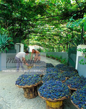 Grapes during harvesting in Madeira island, Portugal
