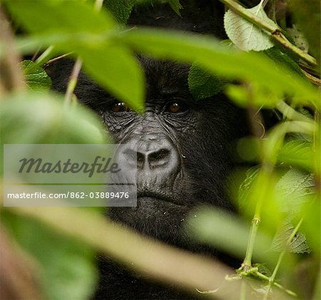 Virunga, Ruanda. Silberrücken-Gorilla späht durch das Unterholz.