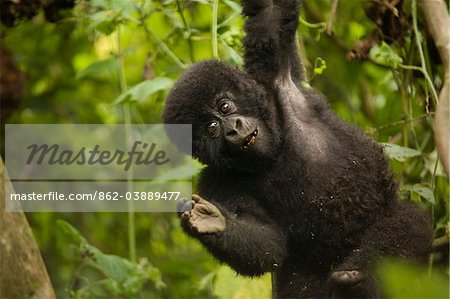 Virunga, Rwanda. A playful baby gorilla swings in the forest.