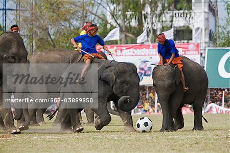 Thailand, Surin, Surin.  Elephant football during the annual Surin Elephant Roundup Festival.