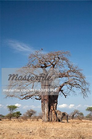 Tansania Tarangire. Ein Elefant Streifen die Rinde aus einer Baobab im Tarangire-Nationalpark.