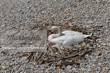 Höckerschwan am Nest, Friedrichshafen, Baden-Württemberg, Deutschland