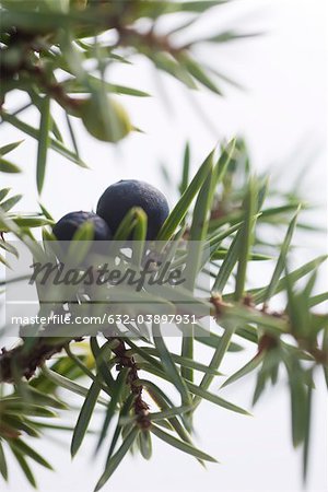 Juniper berries on branch