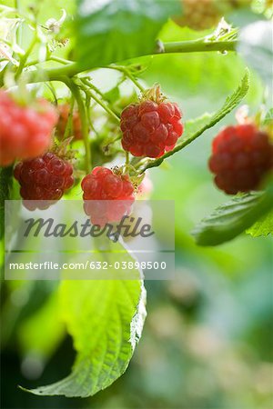 Framboises mûrissage sur bush