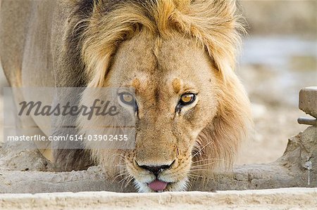 Male lion africaine, tête tournée