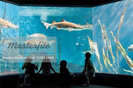 Kinder, wo Fische im aquarium