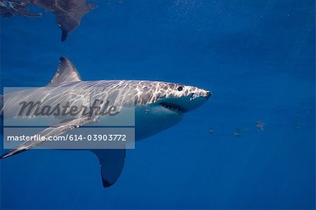 Profil von einem weißen Hai