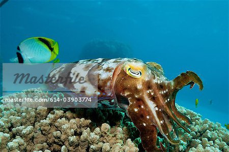 Cuttlefish laying eggs in reef