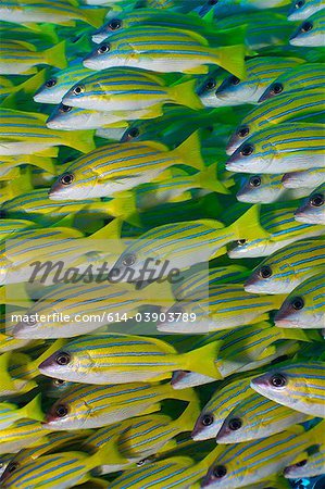 School of Bluestripe snapper