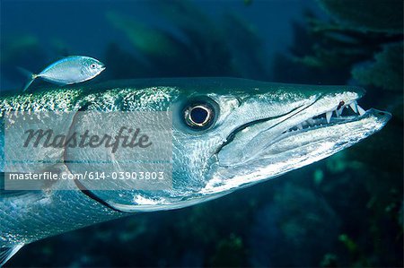 Barracuda mit Pilot-Fisch