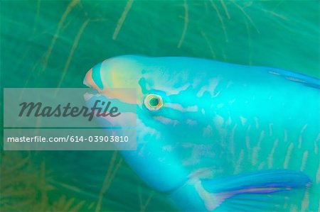 Queen parrotfish