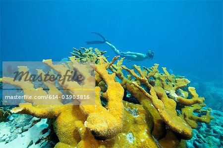 Plongeurs sur les récifs coralliens