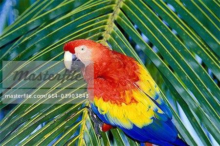 Scarlet macaw on Palm Frond