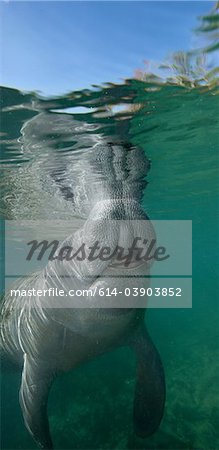 Florida Manatee