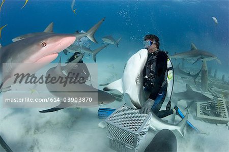 Shark feeding dive