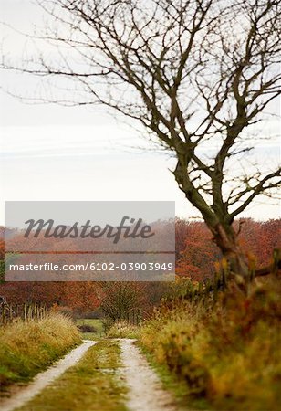 Einer geschotterten Straße und Bäume in Herbstfarben, Skane, Schweden.