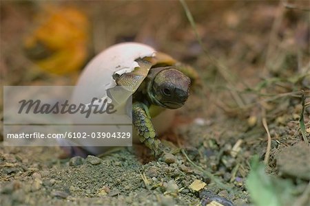 Tortoise hatched out, Sweden.