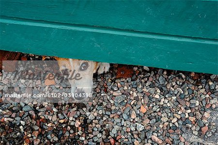A dog hiding, Sweden.