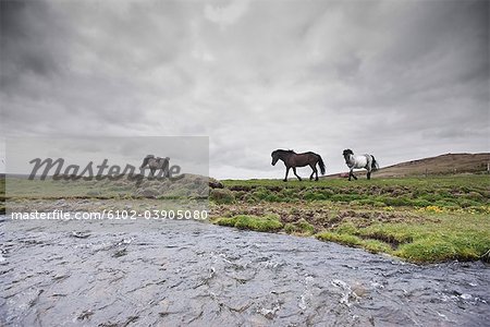 Cheval marche sur terrain