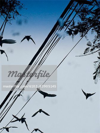 Oiseaux qui volent par lignes téléphoniques, Brésil.