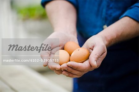 Landwirt Eier in seinen Händen hält.