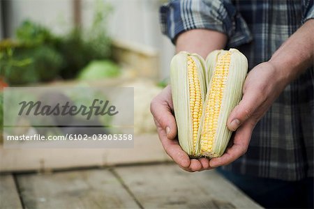 Man holding corn of cobs in his hands.