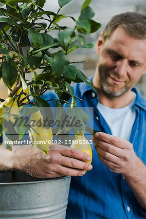 Man with a lemon tree.