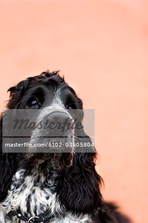 Gros plan de cocker spaniel