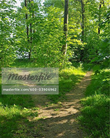 Forked Path in Forest, Mohnesee, Soest District, Suedufer, North Rhine-Westphalia, Germany
