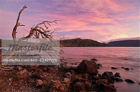 Shore of Lake St Clair, Cradle Mountain-Lake St Clair National Park, UNESCO World Heritage Area, Tasmania, Australia