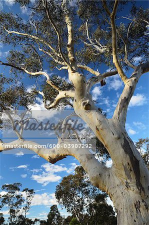 Gomme d'arbre, Parc National des Blue Mountains, Blue Mountains, UNESCO World Heritage Area, New South Wales, Australie