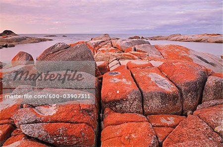 Lichen rouge sur les rochers, Bay of Fires, zone de Conservation de la baie des feux, Tasmania, Australie