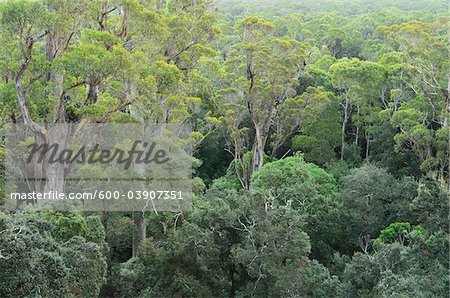 Tempérées Rainforest, Tarkine, Arthur Pieman Conservation zone, Tasmania, Australie