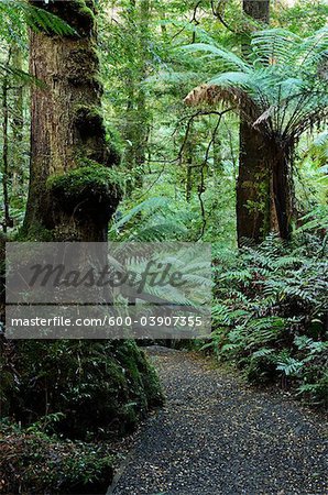 Gemäßigten Regenwald, Tarra-Bulga-Nationalpark, Victoria, Australien