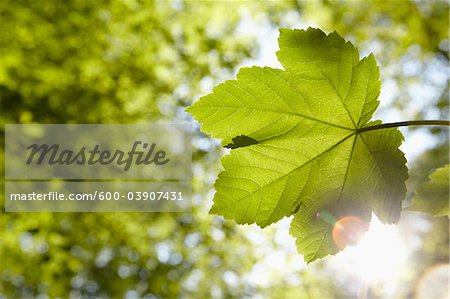 Close-up of Leaf, Hamburg, Germany