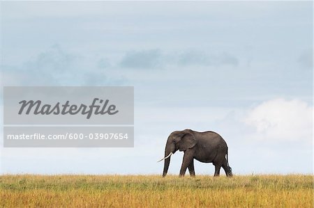 Afrikanische Elefanten, Masai Mara National Reserve, Kenia