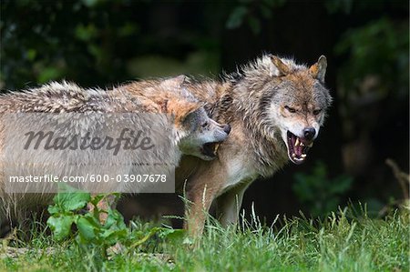 Timber Wölfe kämpfen, Bayern, Deutschland