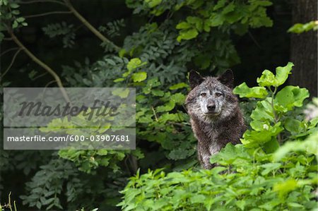 Timber Wolf in Game Reserve, Bavaria, Germany