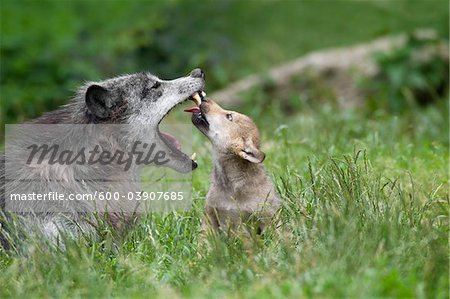 Timber Wolves in Game Reserve, Bavaria, Germany