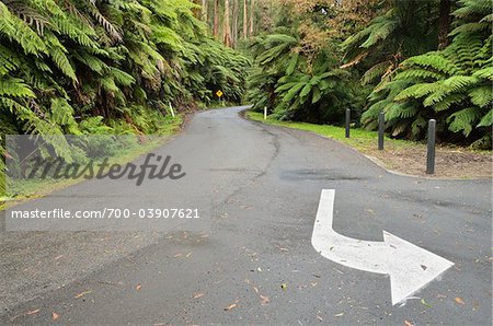 Road Through Rainforest, Tarra-Bulga National Park, Victoria, Australia