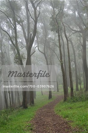 Mountain Ash forêt de brouillard, le Parc National de Dandenong Ranges, Victoria, Australie