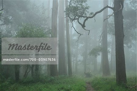 Forêt de sorbier dans le brouillard, le Parc National de Dandenong Ranges, monts Dandenong, Victoria, Australie