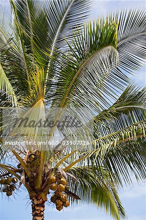 coco palm tree, Kauai, Hawaii, USA