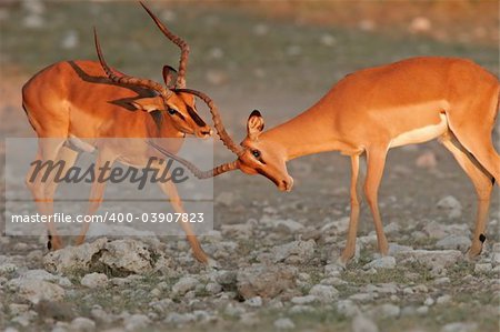 Two black-faced impalas fighting in  late afternoon light, Etosha National Park, Namibia